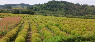 연천 기황후 능 터, 댑싸리 공원 - 사진2025 - 손종흠의 홈페이지 연천 기황후 능 터, 댑싸리 공원