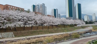 2022년03월30일(수)김해삼문동 수변공원-밀양강 둔치공원벚꽃 - ┏△▶┑이수희님가족 - 세븐가족 2022년03월30일(수)김해삼문동 수변공원... 