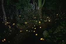 24년 반딧불이 - 카페 앨범 - 단초포토클럽 24년 반딧불이