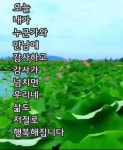 예쁜꽃, 글씨.제주집꽃 - ☞ 자유 게시판 - 표선 가시리민박 예쁜꽃, 글씨.제주집꽃