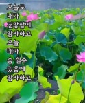 예쁜꽃, 글씨.제주집꽃 - ☞ 자유 게시판 - 표선 가시리민박 예쁜꽃, 글씨.제주집꽃