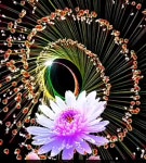 예쁜꽃, 글씨.제주집꽃 - ☞ 자유 게시판 - 표선 가시리민박 예쁜꽃, 글씨.제주집꽃