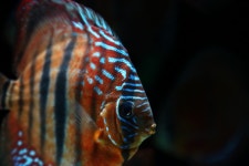 레드 카타나 디스커스 (Red Catana Discus 3G ㅡ @ - 1) - 매인수조 - 땡초의 디스커스 레드 카타나 디스커스 (Red Catana Discus 3G ㅡ... 
