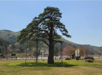 법주사,말티재전망대,정이품소나무,오리길여행 - 5/9(토)속리산세조길... 등나무꽃,세계문화유산 법주사,말티재전망대,정이품소나무,오리길여행