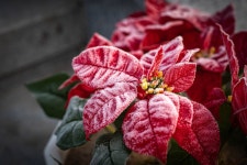 16,925원 행복/2호차/임실산타축제@전동성당,전주한옥마을,전주남부시장(12.25.... 