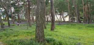 15-19/3박5일) - 싱글해외여행동호회/노블레스클럽(여행을 사랑하는사람들의모임) 17,927원/8.27.수/맥문동 솔숲,속리산 장각폭포(용유계곡)... 