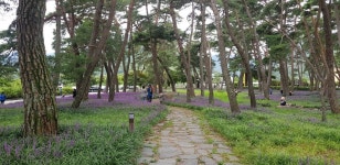 15-19/3박5일) - 싱글해외여행동호회/노블레스클럽(여행을 사랑하는사람들의모임) 17,927원/8.27.수/맥문동 솔숲,속리산 장각폭포(용유계곡)... 