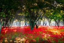 선운사의 꽃무릇 - 사진 출사 후기방 - 싱글해외여행동호회/노블레스클럽(여행을 사랑하는사람들의모임) 선운사의 꽃무릇