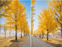 강천섬,신륵사,남한강출렁다리,세종대왕릉,명성왕후생가,당남리섬 여행신청 - 11/16(일)강천섬... (일)강천섬,신륵사,남한강출렁다리... 