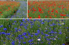 5/27(수)왕의 황장목숲길&구룡사,섬강 자작나무숲길,용수길양귀비축제,원주중앙시장 - 5/27(수)원주구룡사황장목숲,섬강자작나무숲,양귀비... 