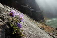 3.24.일/동강할미꽃:세계유일의 신비의 꽃 마을,정선5일장,나전역,아우라지,구절리역,오장폭포 여행 신청 - 국내여행 신청하는 곳 - 싱글... 