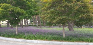 15-19/3박5일) - 싱글해외여행동호회/노블레스클럽(여행을 사랑하는사람들의모임) 17,927원/8.27.수/맥문동 솔숲,속리산 장각폭포(용유계곡)... 