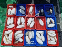 군산 강남호 갑오징어 조황 ㅡ일요일에 생미끼 낚시 출조 자리여유... 군산 강남호 갑오징어 조황 ㅡ일요일에 생미끼 낚시 출조 자리여유 있습니다