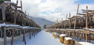 추운 겨울이 선사한 강원도의 맛! 인제군 용대리 황태 - 미시령 새소식 - 미시령에서 추운 겨울이 선사한 강원도의 맛! 인제군 용대리 황태