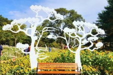 가을의 시작을 알리는 2025년 제7회 인제가을꽃축제에 여러분을 초대합니다! (feat. 제25회 용대리 황태축제) - 미시령 새소식 - 미시령에서... 