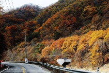2024년 제24회 고성통일명태축제가 10월 11일(금)부터 10월 13일(일)까지 고성군 거진읍 바닷가에서 열립니다! - 미시령 새소식... 