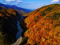 가을이 익어가는 강원도 진부령 단풍길 (46번 국도) - 미시령 새소식 - 미시령에서 가을이 익어가는 강원도 진부령 단풍길 (46번 국도)