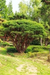 2022.6.22+수목원.장미.터널 - 인천대공원 사진이야기 - 사진과 동영상을 만드는 사람들 2022.6.22+수목원.장미.터널