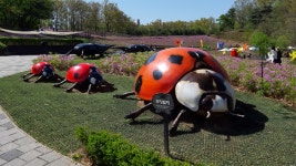 불암산 나비정원 및 전망대 탐방 수기 - 일반 게시판 - ◈---성민복지관---◈ 불암산 나비정원 및 전망대 탐방 수기