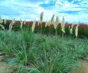 나리공원 - §…멋진그림방…§ - ◈---성민복지관---◈ 나리공원