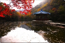 내장산풍경.24.11.12. - §…이춘택님…§ - ◈---성민복지관---◈ 내장산풍경.24.11.12.