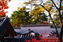 경복궁가을풍경.24.11.11. - §…이춘택님…§ - ◈---성민복지관---◈ 경복궁가을풍경.24.11.11.