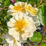 골드핀치-Goldfinch - *올드로즈 카탈로그* - 타샤 정원 골드핀치-Goldfinch