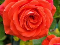 킹스톤 - *2023 장미 사진 기록* - 타샤 정원 킹스톤