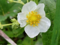 딸기꽃 - *2023 정원의 꽃* - 타샤 정원 딸기꽃