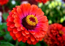백일홍(백일초)-Zinnia - *야미가든-식용식물* - 타샤 정원 백일홍(백일초)-Zinnia