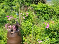 해당화 - *2023 정원의 꽃* - 타샤 정원 해당화