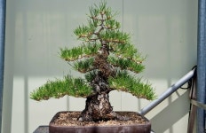 적심된 곰솔들 - 한솔 소나무 분재 - 한솔분재농원 적심된 곰솔들