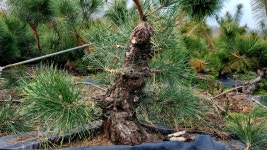 끝없는 가지교체와 단순화 - 한솔 분재배양 노하우 - 한솔분재농원 끝없는 가지교체와 단순화