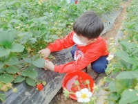 (4/15)딸기따러 가요~♡^^ - 2022 열매반(3,4,5세) - 국공립 화순 천재어린이집 (4/15)딸기따러 가요~♡^^