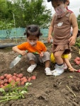감자캐러 다녀왔어요! - 2022 잎새1반(2세) - 국공립 화순 천재어린이집 감자캐러 다녀왔어요!
