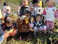(11/3) 고구마 캐기 체험 🍠 - 열매반(3~5세) - 국공립 화순 천재어린이집 (11/3) 고구마 캐기 체험 🍠