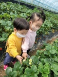 딸기따고왔어용~🍓🍓 - 2022 새싹반(1세) - 국공립 화순 천재어린이집 딸기따고왔어용~🍓🍓