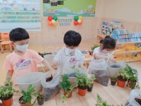 (6/23)공기정화식물 화분 만들기~♡^^ - 2022 열매반(3,4,5세) - 국공립 화순 천재어린이집 (6/23)공기정화식물 화분 만들기~♡^^