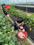 🍓딸기따기🍓 - 2022 잎새1반(2세) - 국공립 화순 천재어린이집 🍓딸기따기🍓