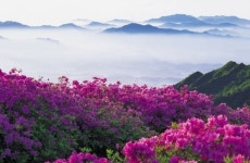 아름다운 봄 꽃 산하 - 아름다운 우리강산 풍경 인물 ... - 코리아나항공 클럽 아름다운 봄 꽃 산하