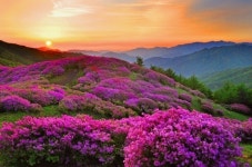 지리산 운봉 바래봉 철쭉 - 아름다운 우리강산 풍경 인물 ... - 코리아나항공 클럽 지리산 운봉 바래봉 철쭉