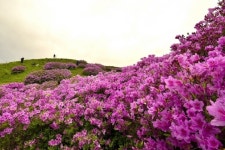 지리산 운봉 바래봉 철쭉 - 아름다운 우리강산 풍경 인물 ... - 코리아나항공 클럽 지리산 운봉 바래봉 철쭉
