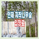인제 자작나무숲 입장료 - # - 만호공인중개사 인제 자작나무숲 입장료