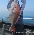 캐리비안호 씨알좋은 참돔 ~Good 조황입니다. - ─‥‥‥참돔조황정보 - 군산 캐리비안호 7-26 캐리비안호 씨알좋은 참돔 ~Good 조황입니다.