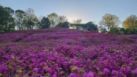 경기 군포시 수리산철쭉동산과 초막골생태공원을 다녀오다. - 둘레길트레킹 - 7M(Seven Mountain)산악회 경기 군포시 수리산철쭉동산과... 