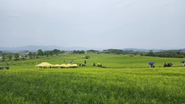 전북 고창군 학원농장 청보리밭 축제에 다녀 오다. - 둘레길트레킹 - 7M(Seven Mountain)산악회 전북 고창군 학원농장 청보리밭 축제에 다녀... 