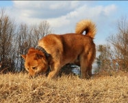 황호(국견협회 진돗개) - 국견협회 진돗개 Life - 국견협회 진돗개 알리미 황호(국견협회 진돗개)