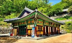 백양산 철쭉 - 여행 등산방 - 월남전 참전자회 부산광역시 동래구지회 월남전 참전자회 부산광역시 동래구지회