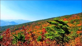 해운대구 장산 - 여행 등산방 - 월남전 참전자회 부산광역시 동래구지회 월남전 참전자회 부산광역시 동래구지회