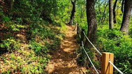 백양산 철쭉 - 여행 등산방 - 월남전 참전자회 부산광역시 동래구지회 월남전 참전자회 부산광역시 동래구지회